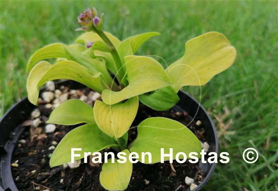 Hosta Sun Mouse